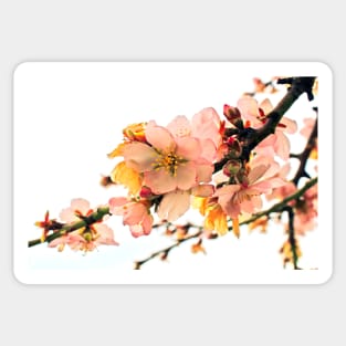 Blossom  branches Sticker